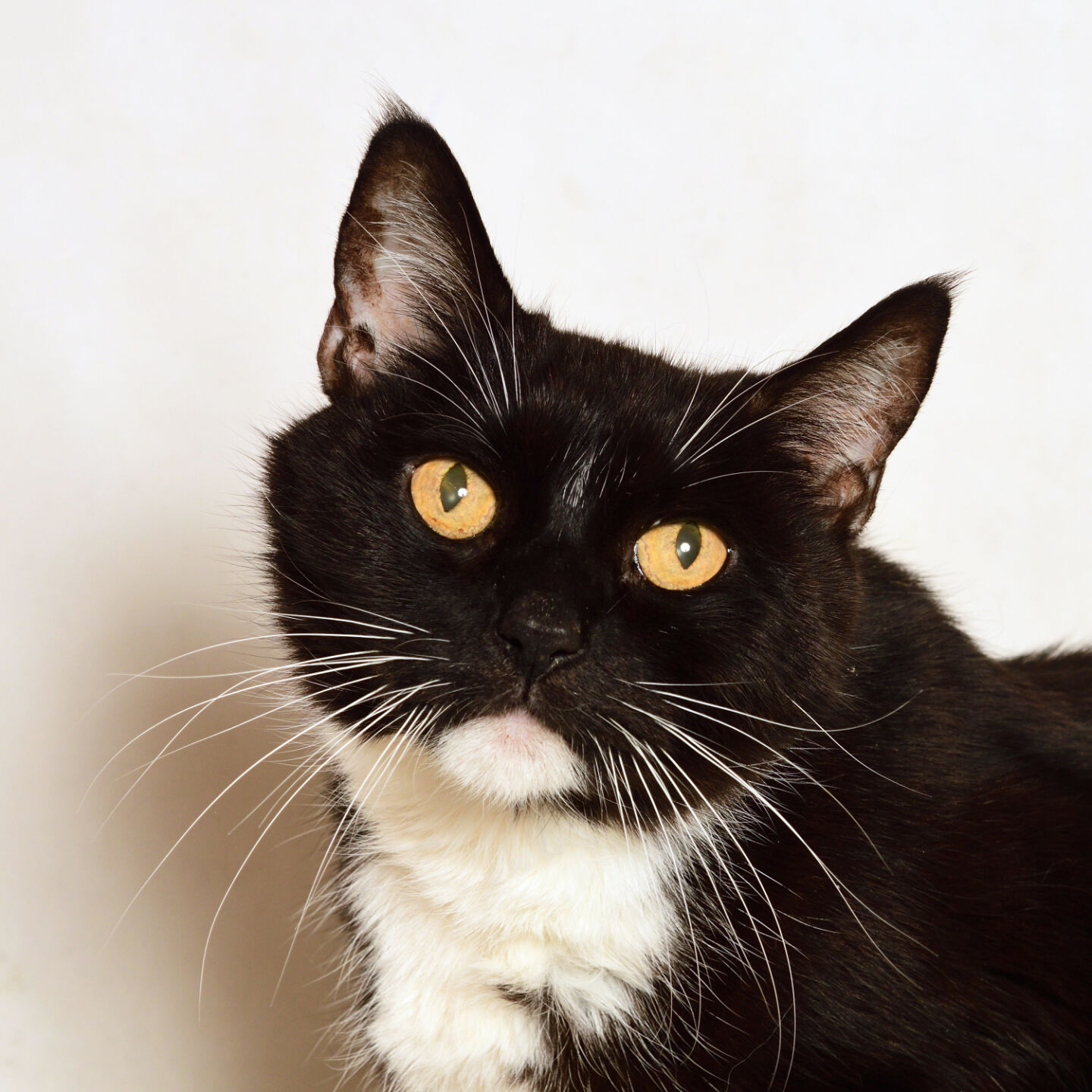 Martin County Pet of the Week - Week of Oct. 23, 2020